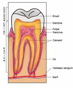 Soins Dentaire: la dent